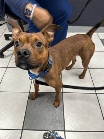 Images VCA Preston Park Animal Hospital