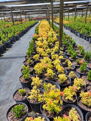 Tom Larsen Landscapes Image