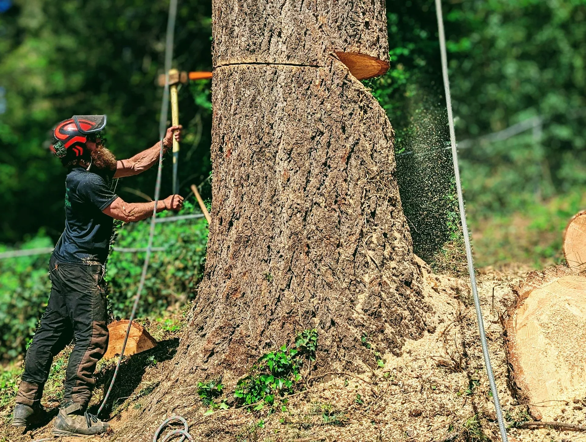 An experienced arborist performs a controlled tree felling cut using ropes and professional techniqu 