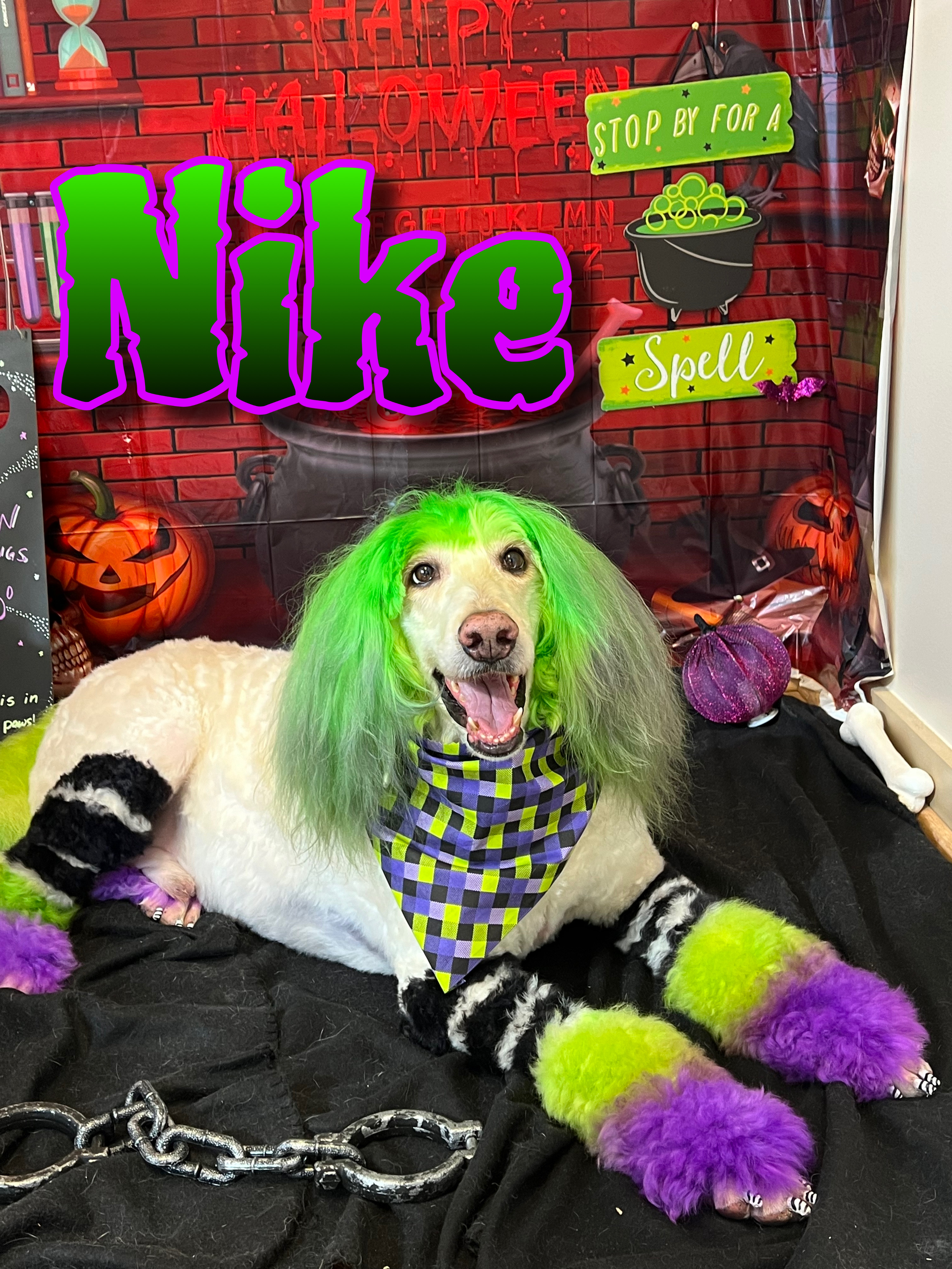 A dog with bright green hair and purple and lime green leg warmers is lying down in front of a Halloween-themed backdrop. The backdrop features a brick wall design with "Happy Halloween" written in red, dripping letters. There are also images of pumpkins, a cauldron, a crow, and a sign that says "Stop by for a spell." The dog is wearing a purple and green plaid bandana and has its mouth open, appearing to pant or smile. Its paws are adorned with black and white striped nail polish.