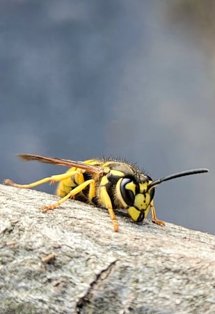 Images Green Planet Pest Control, Inc