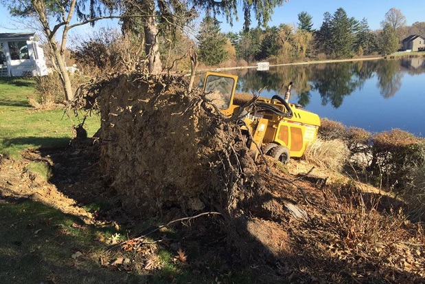 Images Timberland Tree Service