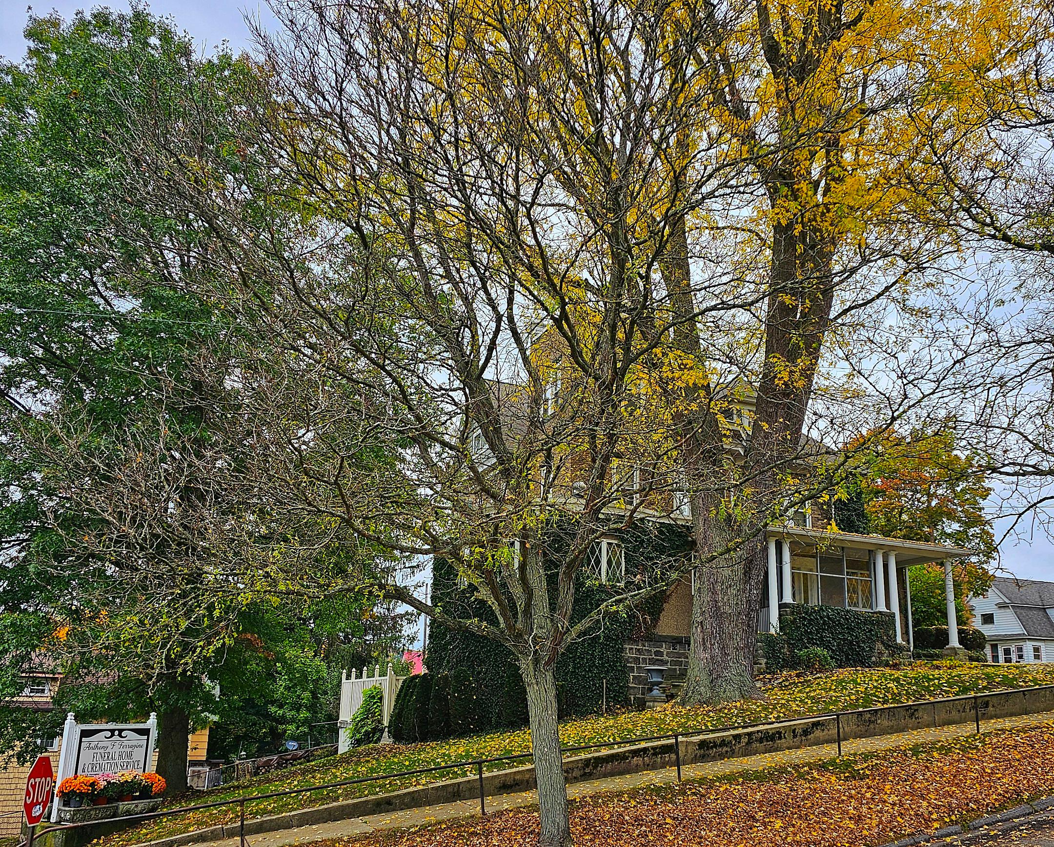 Anthony F Ferragine Funeral Home and Cremation Services Inc.