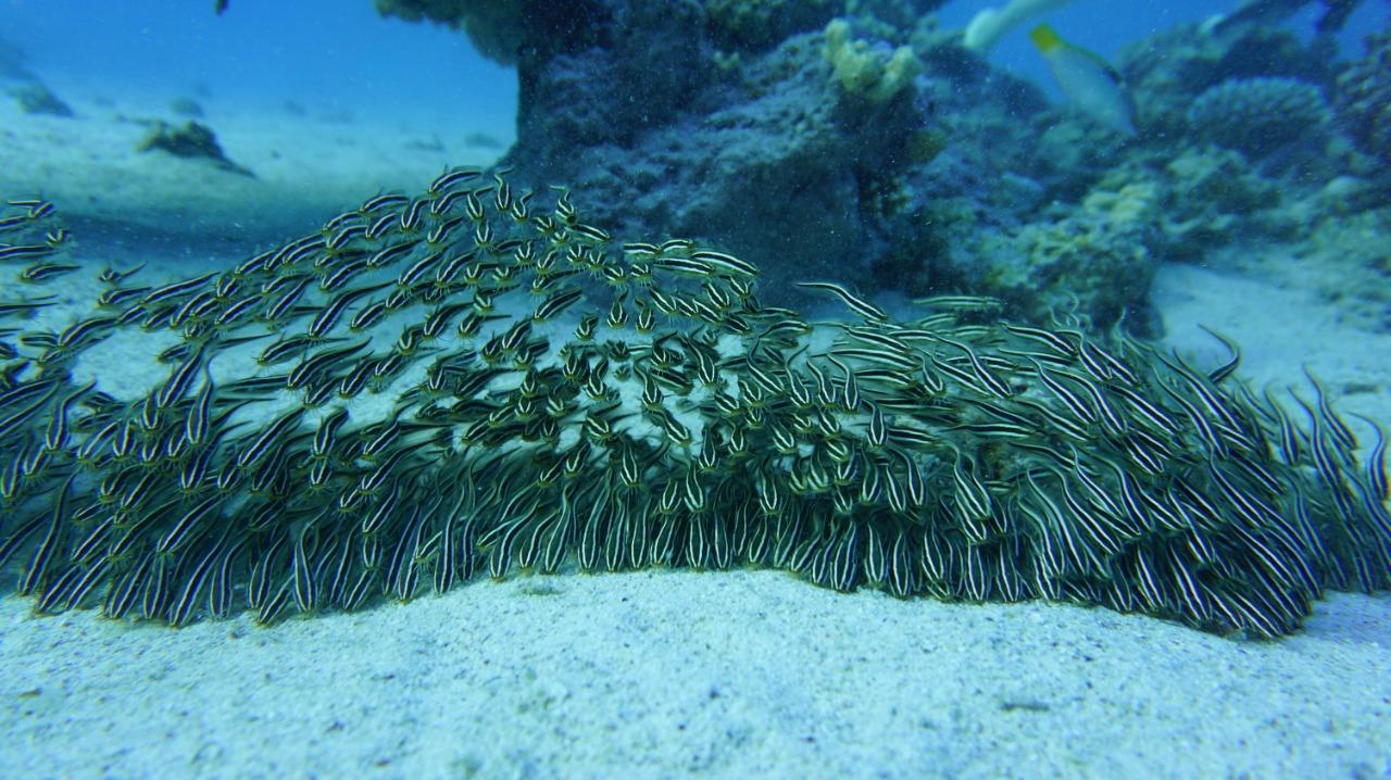 Tauchen Marsa Alam - Scuba World, Stockumer Kirchstraße 61 Hall 12 Stand J27 in Düsseldorf