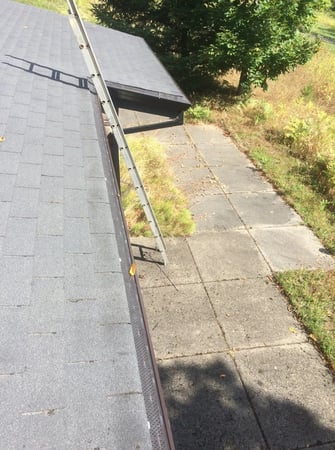Images Rite Size Pest Control and Moss Removal