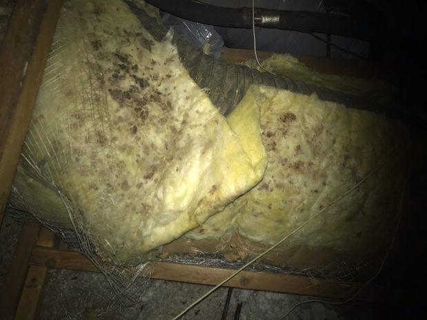 Images Rodent Solution