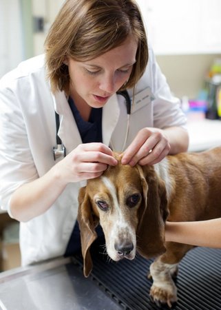 Images VCA Bellevue Veterinary Hospital