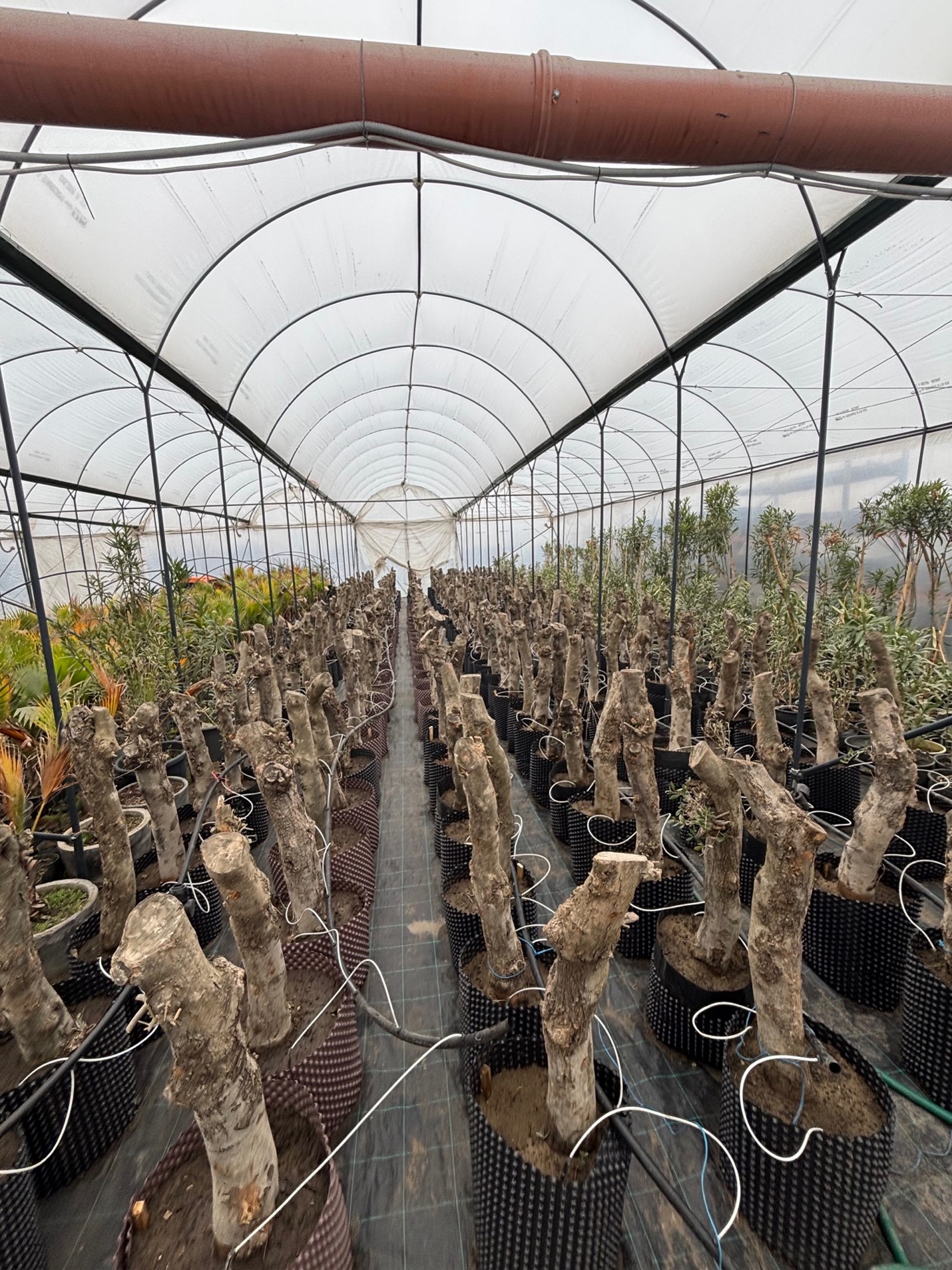 Images Terra Hungary - Olive trees and more