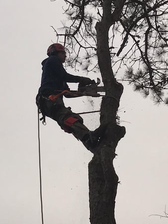Images Cape & Island Tree Service Inc