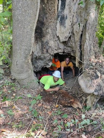 Images MIB Tree Service