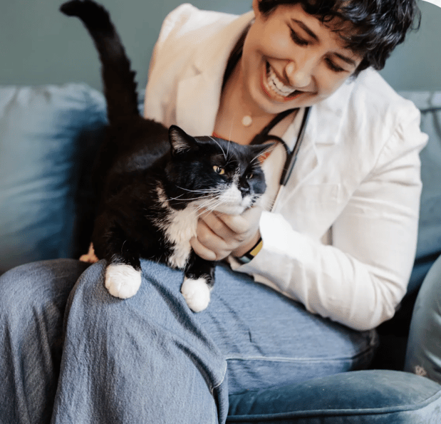 Images Calico Veterinary NYC