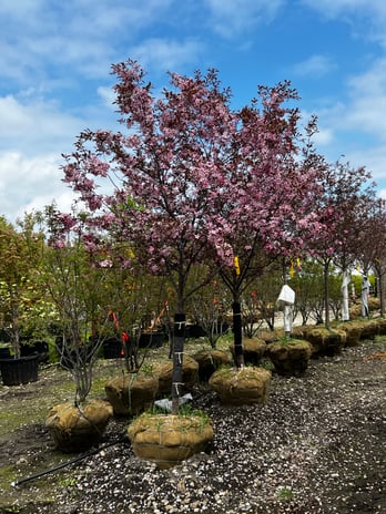 Images Rolling Hills Nursery