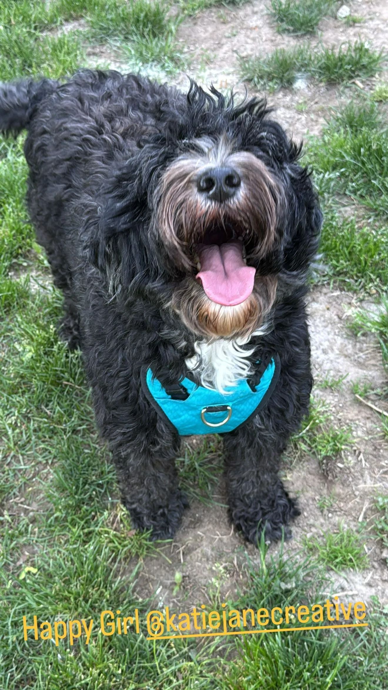 Sensible Pet Care Services