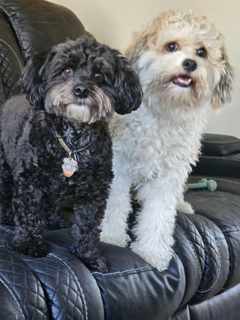 Images ABC's of Dog Training