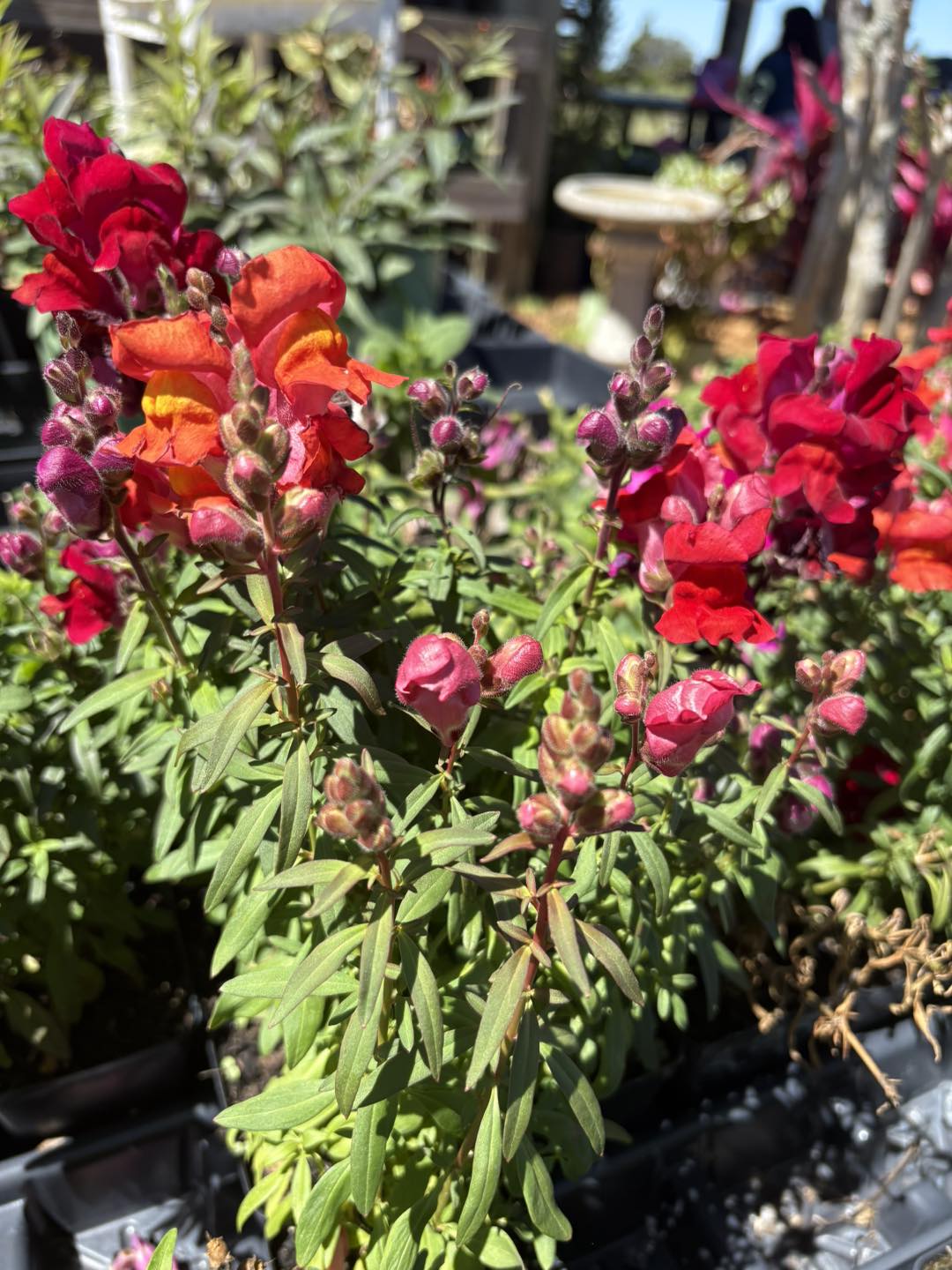 Bz's Happy Plants Logo