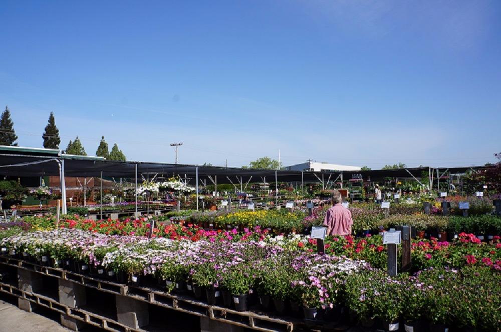 Our patio offers annuals and perennials for sun or shade in 6-packs, quarts and 1 gallon sizes.  Inc Green Acres Nursery & Supply Sacramento (916)381-1625