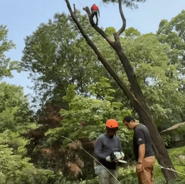 Images ABB Tree Services