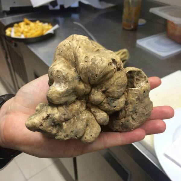 Images Agriturismo L'Angolo di Rosina