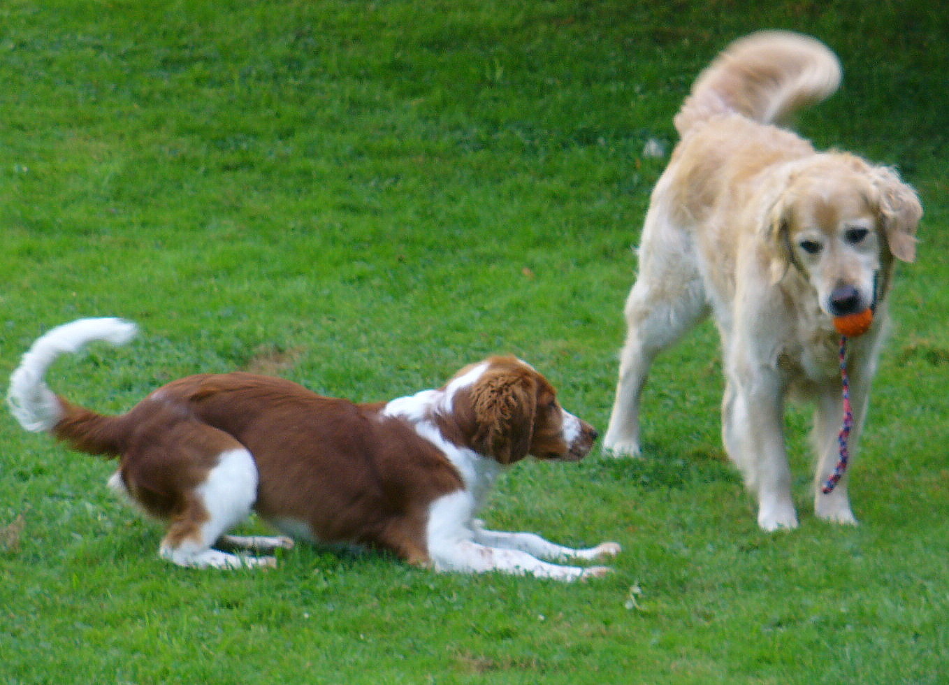 Bild 1 von fairdog-Club