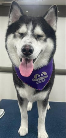 Images Paws & Bath Mobile Dog Grooming