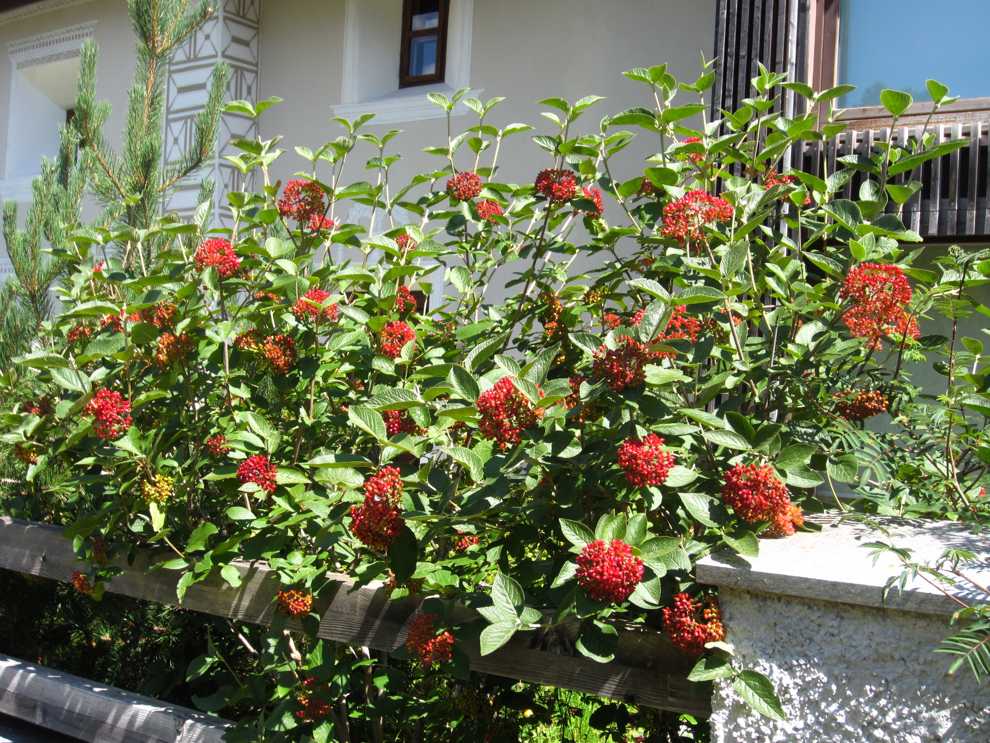 Bilder Albula Gartenbau GmbH