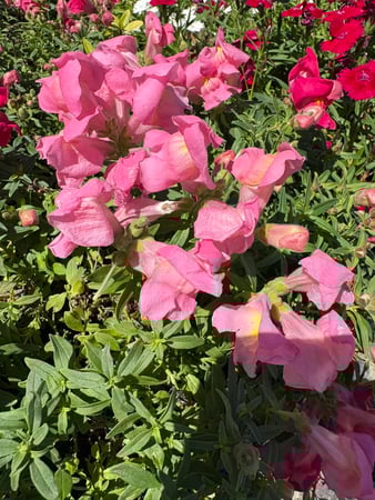 Images Bz's Happy Plants