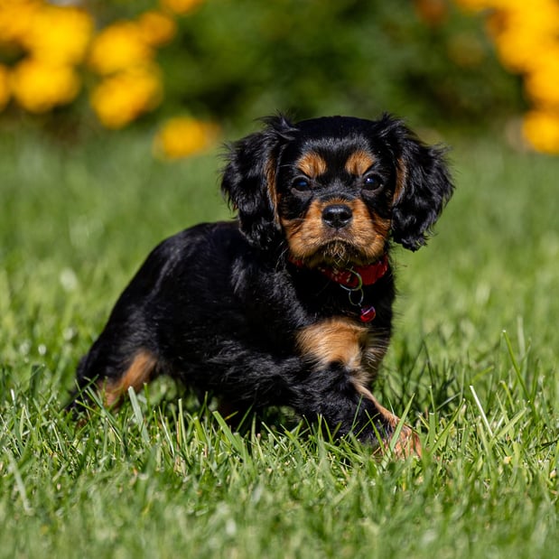 Images Judy's Cavaliers