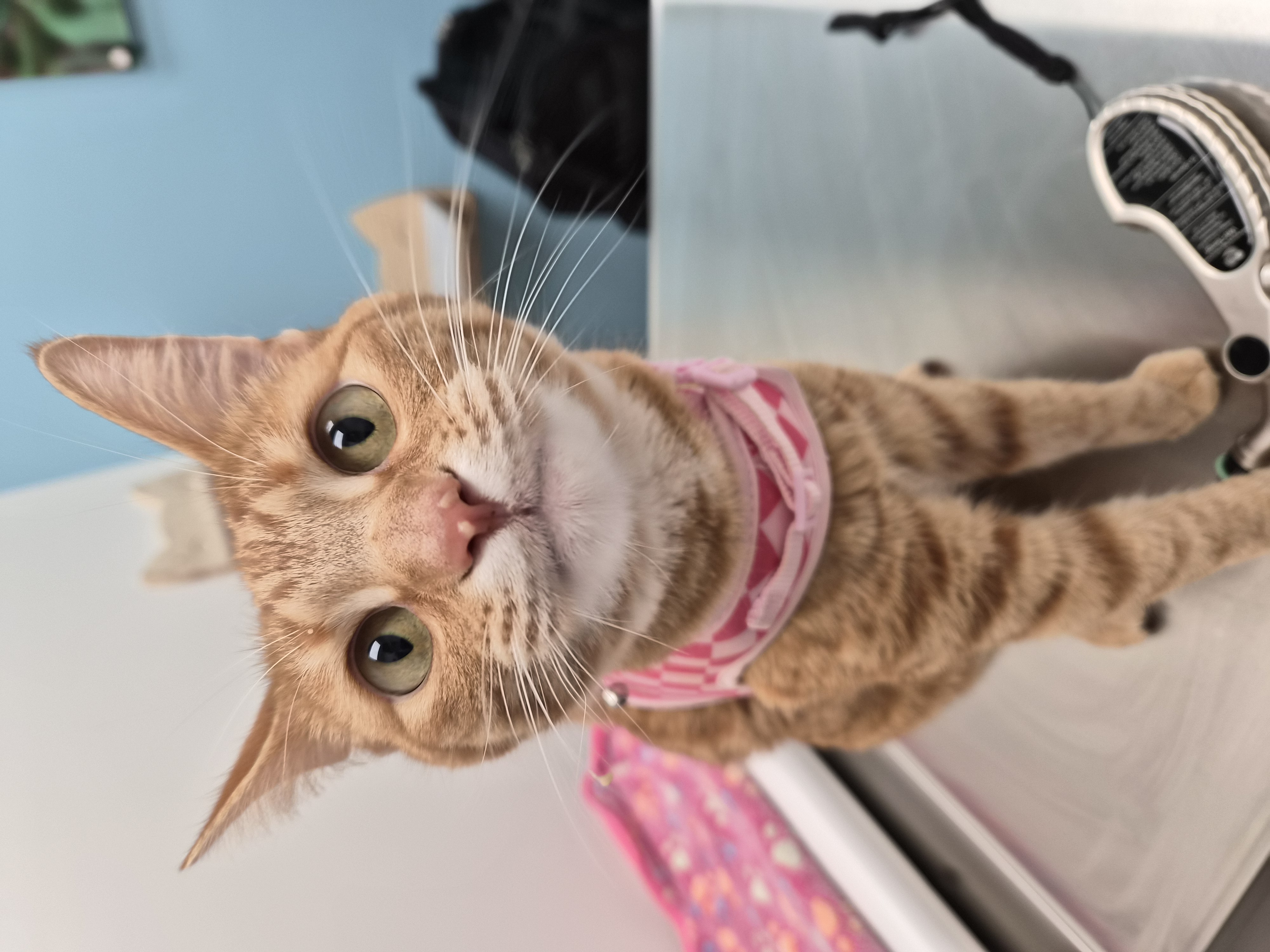 A furry cat client at CiyVet | Carmel