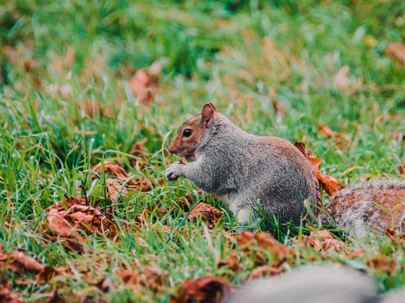Action Critter Removal