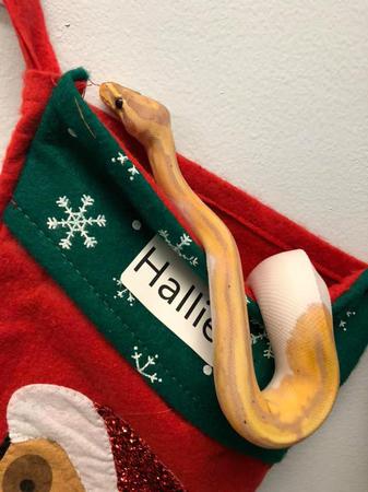 Images Frank's Pet Shop