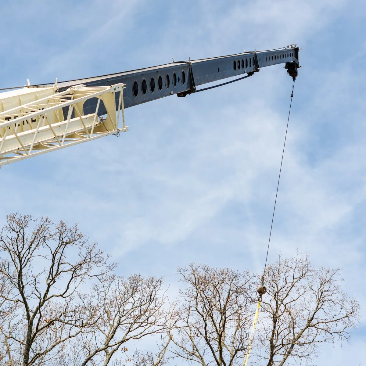 South Valley Tree Image