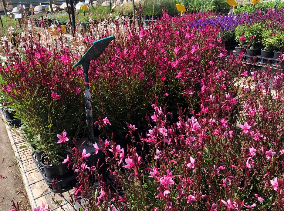 Images Glenvue Nursery