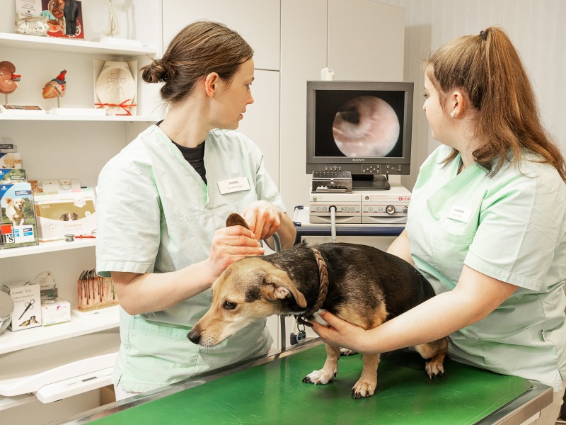 Bilder Kleintierpraxis Am Brautsee Marnie Obst