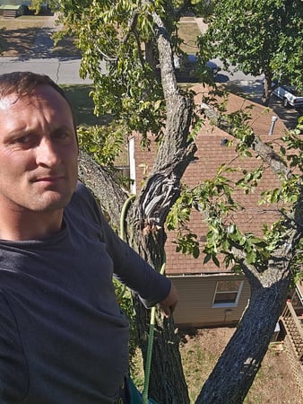 Images Busy Boy Tree Services