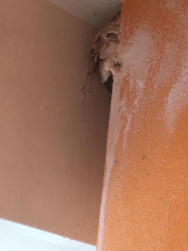 Images Kattura Servizio di Disinfestazione e Derattizzazione