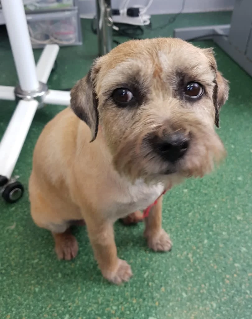 Images Karens Canine Cuts