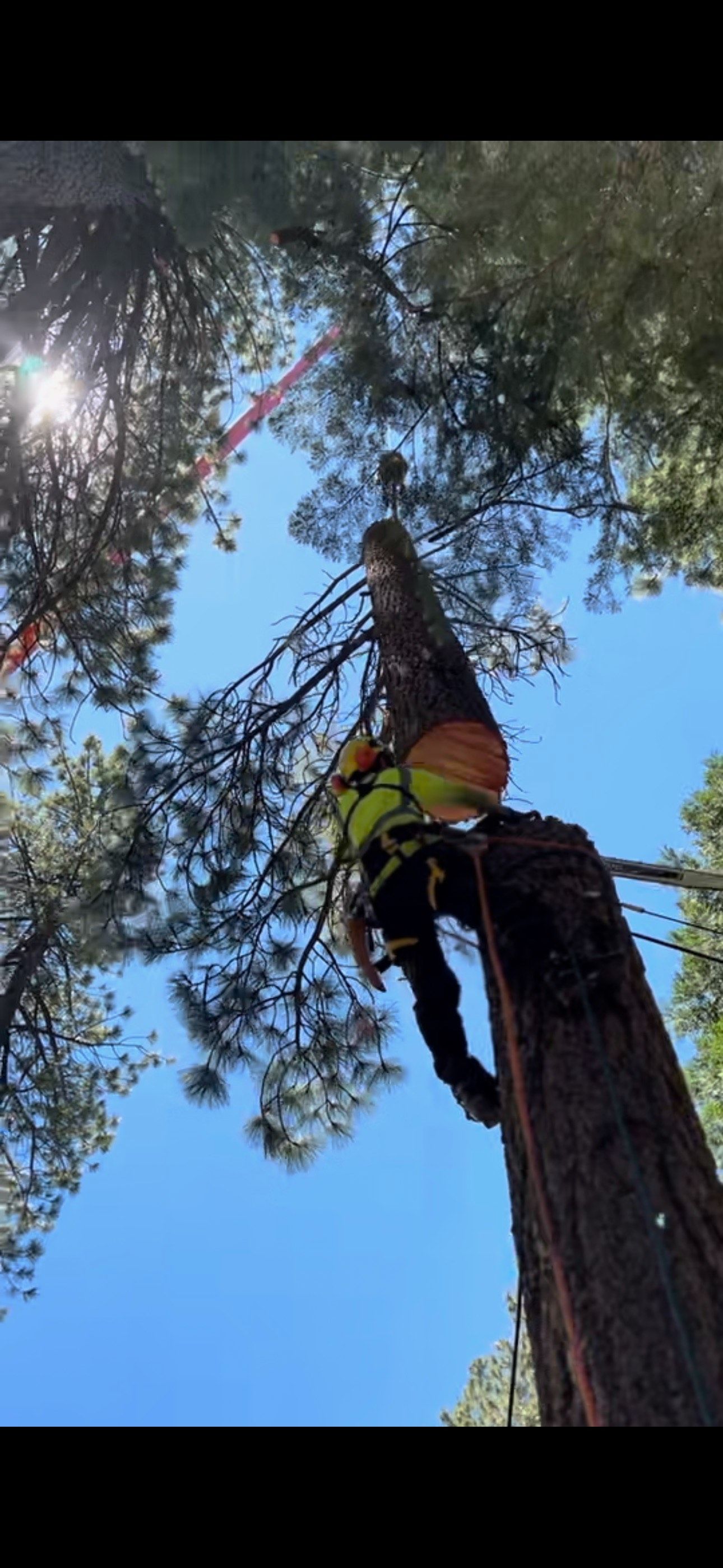 Precision Arbor Care Image