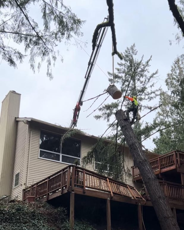 Images Tree Wise Men