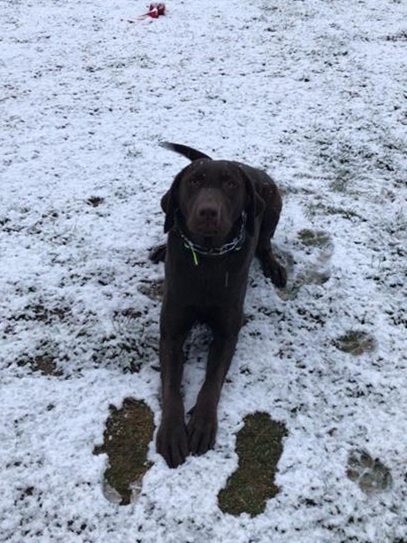 Seattle dog protected by Invisible Fence.