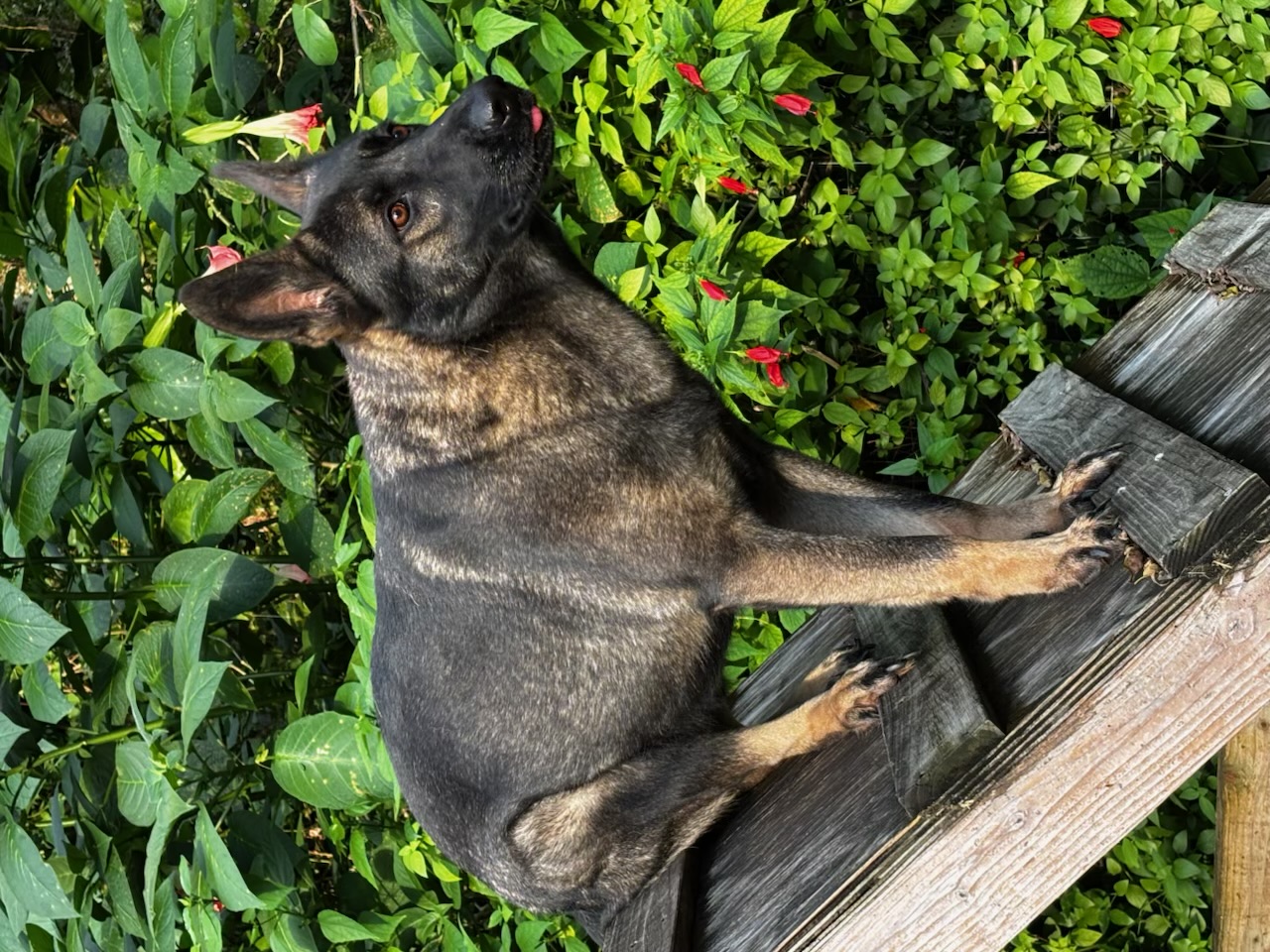 Russell's K9 Academy Image