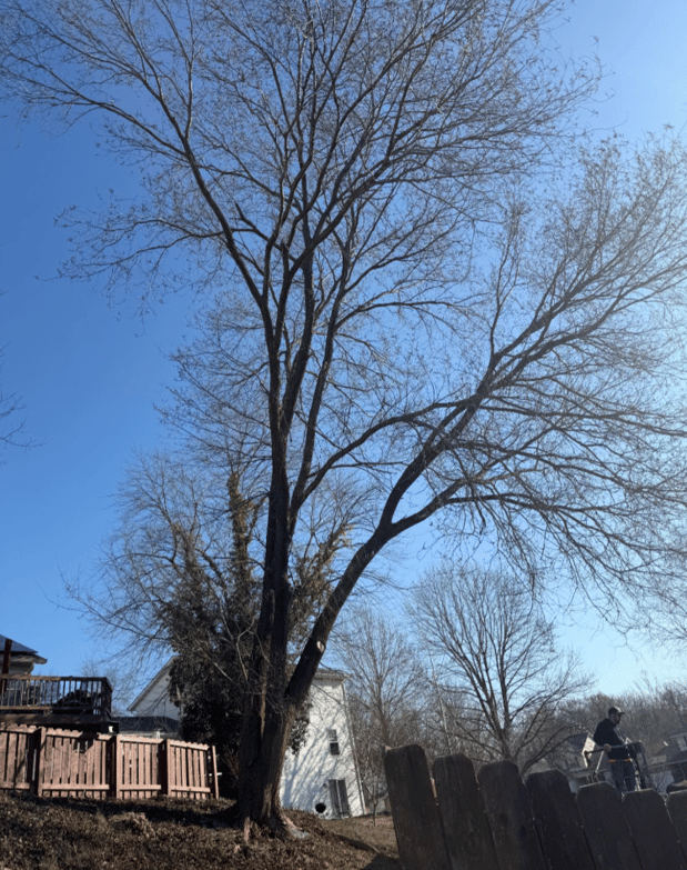 Images Mason Tree Service