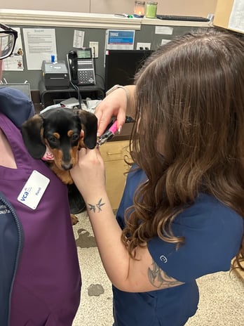 Images VCA All Pet Animal Hospital/Taylorsville