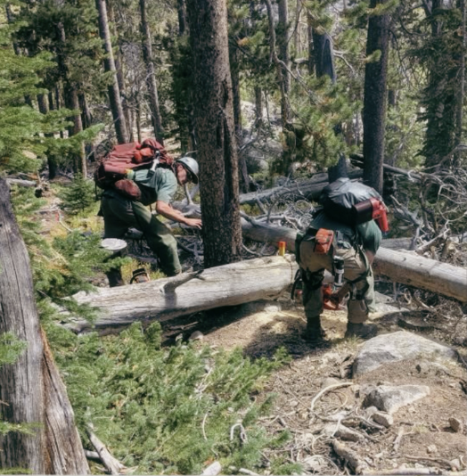 Alpine Forestry Image