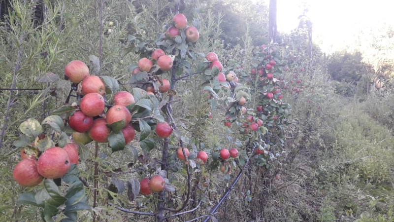 Images Azienda Agricola Barone
