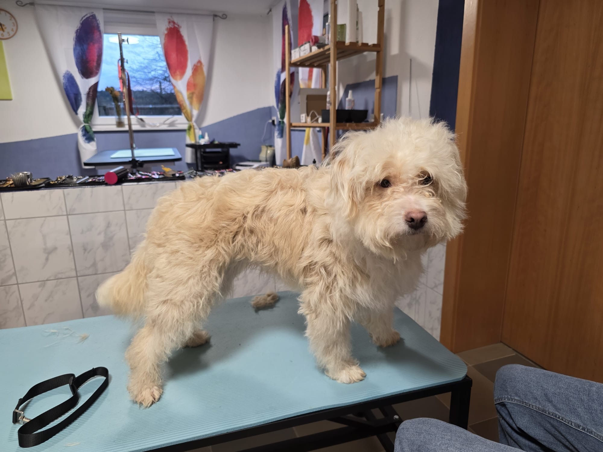 Bild 1 von Funny Crazy Dogs - Hundesalon