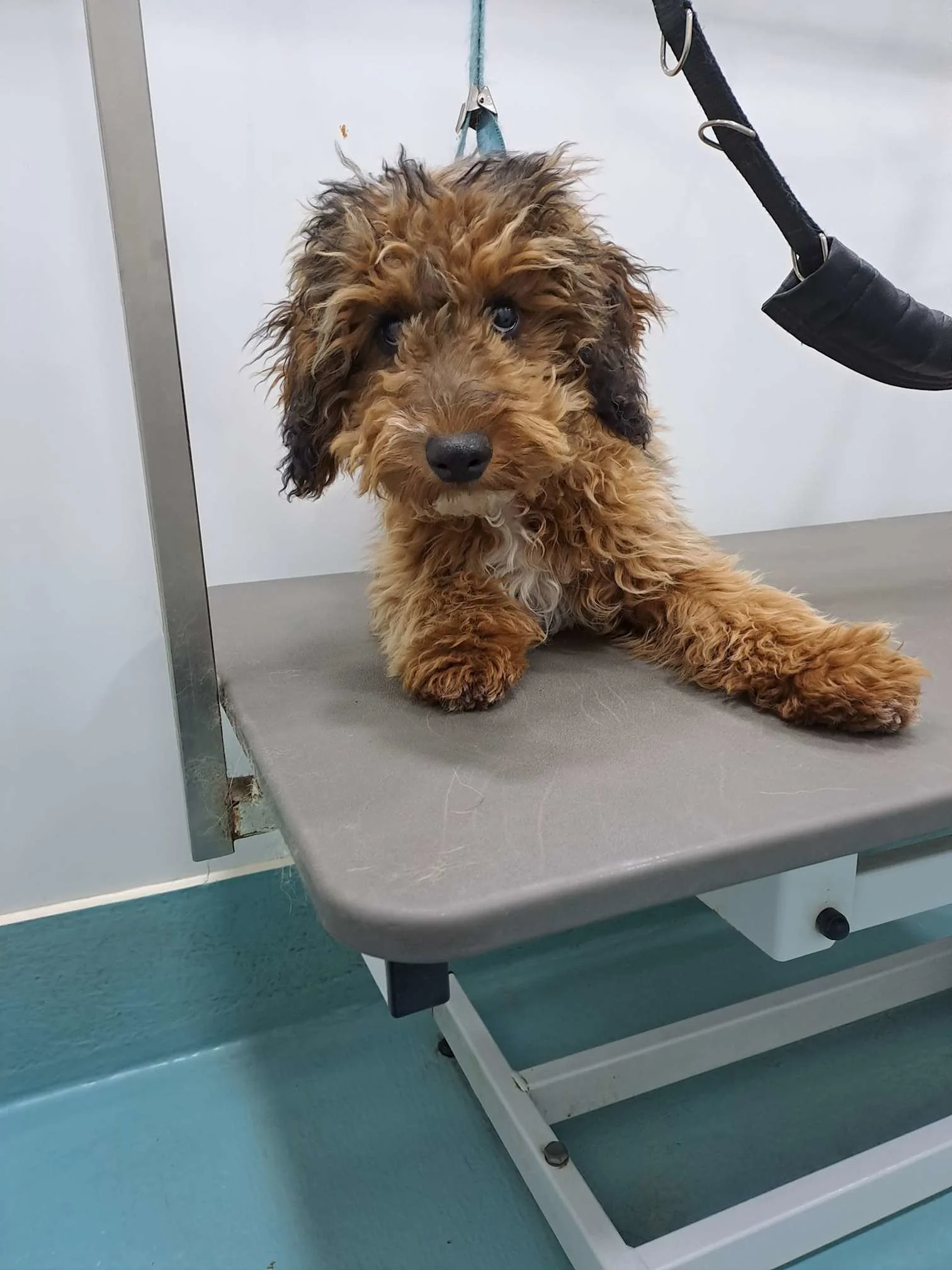 Images The Pawfectionist