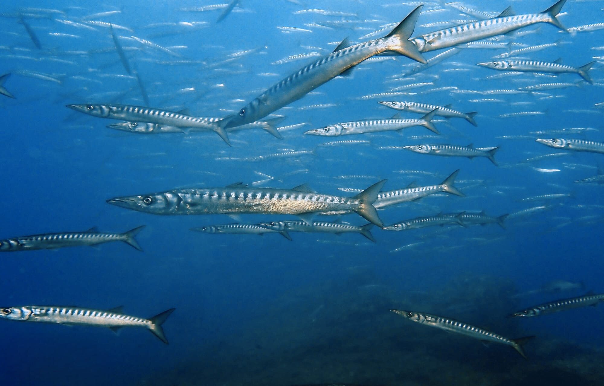 Images CENTRE D'IMMERSIÓ CAP DE CREUS