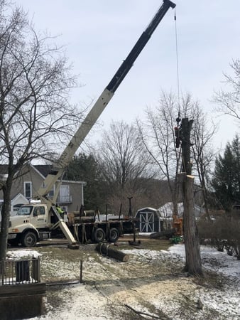 Images Adler Tree & Landscaping Service