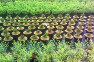 Images Globalplant Garden Kft.