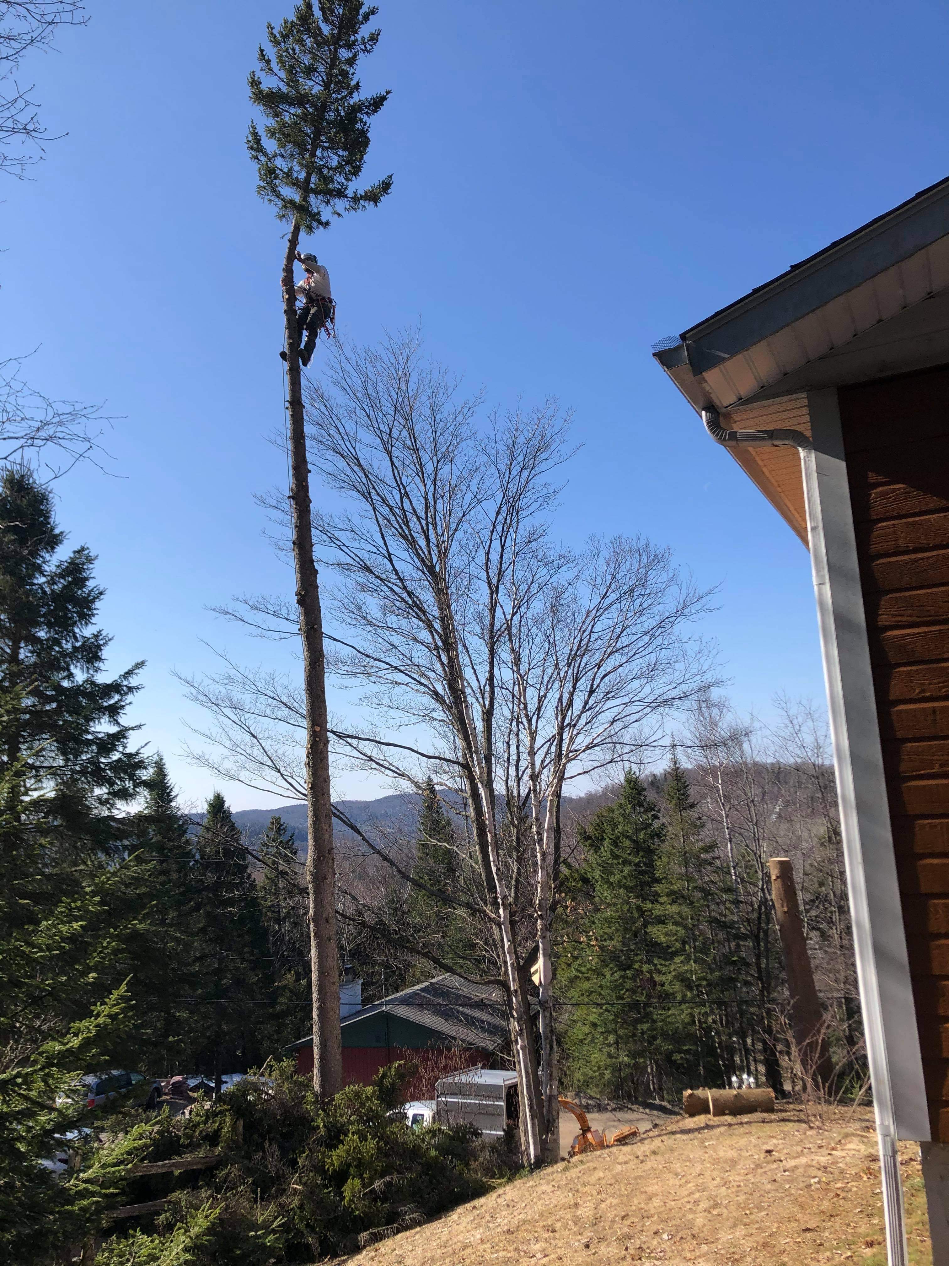Images Élagage Frère d'Arbres